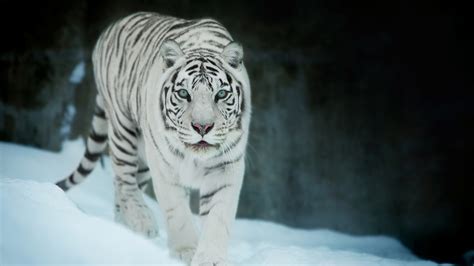 2560x1440 White Tiger In Snow 1440p Resolution Hd 4k Wallpapers Images