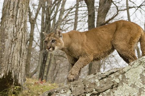 Cougar Mountain Lion Habitat Animal Sake