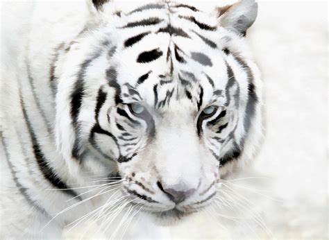 Blue Eyed White Tiger Photograph By Athena Mckinzie