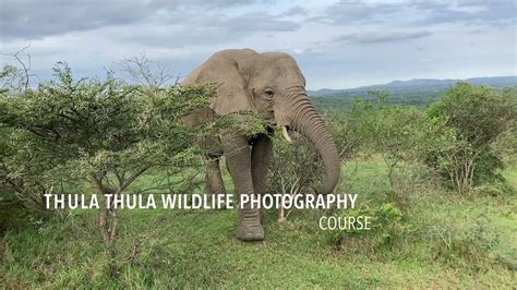 Wildlife Photography Course At Thula Thula Youtube