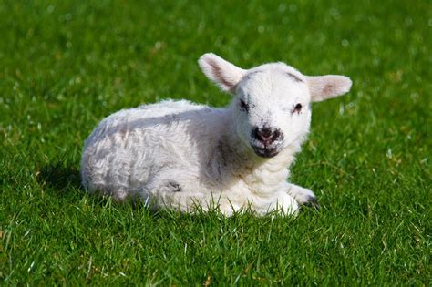 Baby Lamb Wallpapers Top Free Baby Lamb Backgrounds Wallpaperaccess