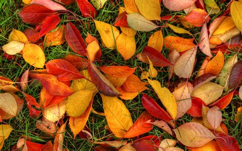 Autumn Leaves Wallpapers Hd Wallpapers Id 12798