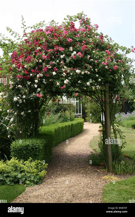 Climbing Pink Rose Arch Hi Res Stock Photography And Images Alamy
