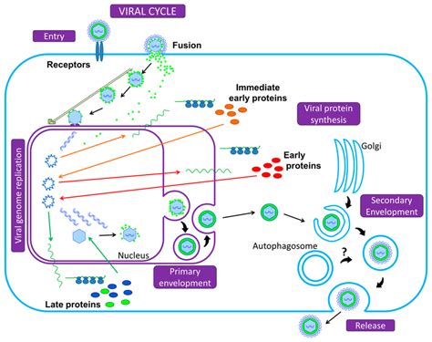 Of The Herpesvirus Replication Cycle Initiation Of Infection Begins