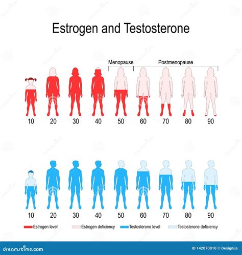 Taux Hormonaux Doestrogène Et De Testostérone Illustration De Vecteur Illustration Du