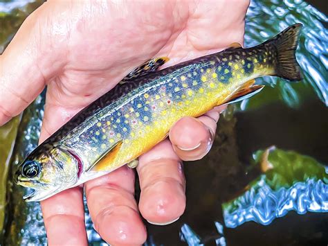 Colorado Man Breaks Brook Trout Fishing Record That S Stood Since
