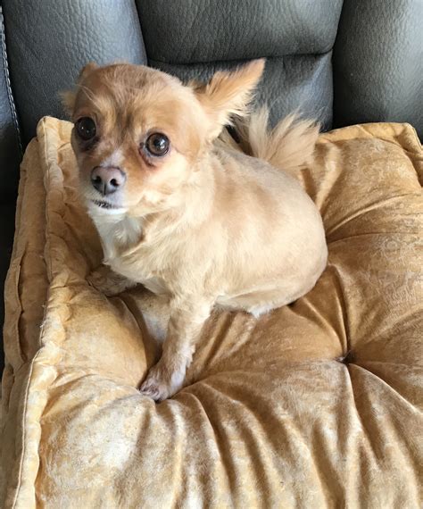Chihuahua Rescue Victoria Dog Roll
