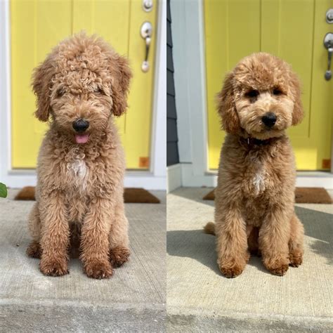 Black Goldendoodle Teddy Bear Cut Teddy Bear Goldendoodle Puppies Cute