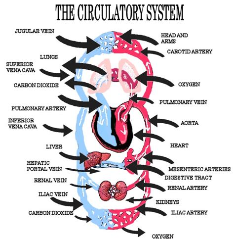 Diagram The Circulatory System