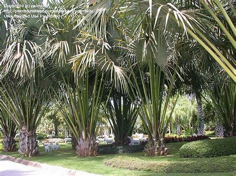 Corypha Lecomtei Palmpedia Palm Growers Guide