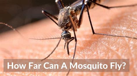 How Far Can A Mosquito Fly The Flying Wonders