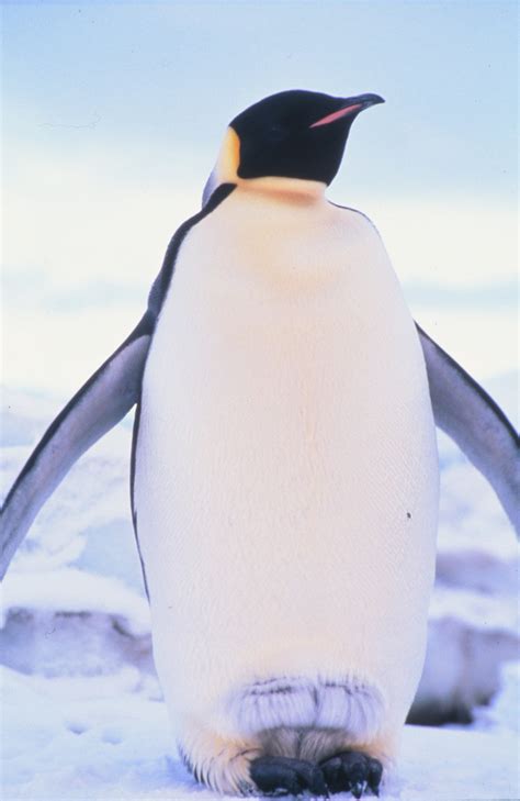 Emperor Penguin Brooding A Chick Antarctica Nz