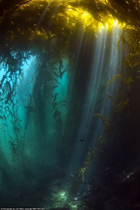 Rays Of Sunlight Break Through The Canopy Of A Kelp Forest Macrocystis