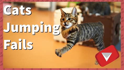 Cats Jumping Fails Compilation 2017 Top 10 Videos Youtube