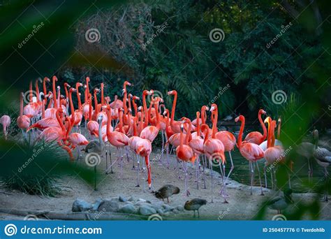 Beautiful Pink Flamingo Flock Of Pink Flamingos In A Pond Stock Photo