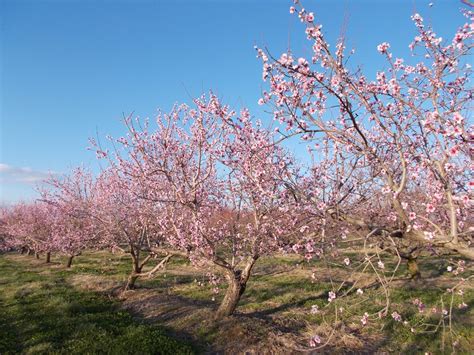 2.27.20 yellow, pink, purple, white, & black tulip magnolia flowering branches. Brenda's Berries & Orchards: Peach Crop Survived First Frost