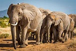 Both species of African elephants are now officially endangered | New ...