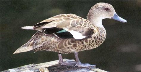 Mt Hiwi Grey Teal Duck Able To Live Through Preservation Efforts