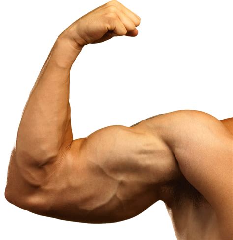 Muscle Man Png Image Purepng Free Transparent Cc Png Image Library
