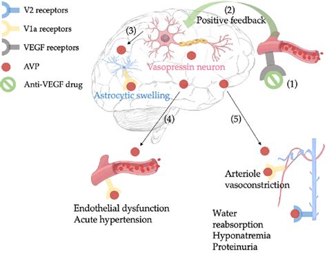Possible Mechanism Involved In Anti Vegf Therapy Induced Posterior