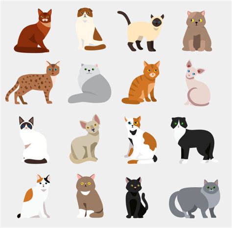 Best Persian Cat Illustrations Royalty Free Vector Graphics And Clip Art