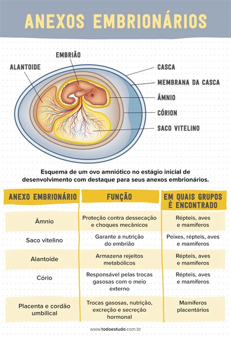 Embriologia Anexos EmbrionÁrios E Marsupiais