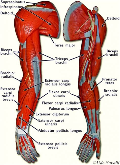 Human torso model with abdominal organs intact. Arm Muscles Anatomy | Safari Wallpapers
