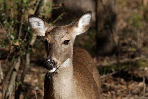 Free Download Selective Focus Photography Deer Standing Leaves