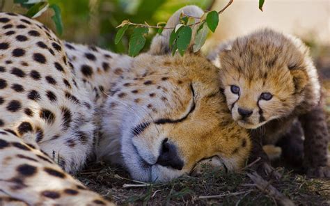 Desktop Wallpapers Cheetah Cubs 2 Sleep Animal 1920x1200