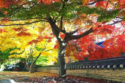 Now Korea Is Autumn Season And Check Our Beautiful Scenery Korea