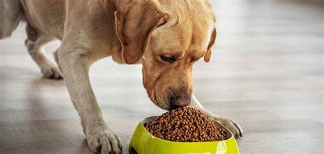 Develop a consistent eating schedule that coordinates with yours. How Much To Feed A Dog - Feeding Guidelines and Advice