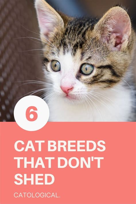Large Cat Breeds That Dont Shed