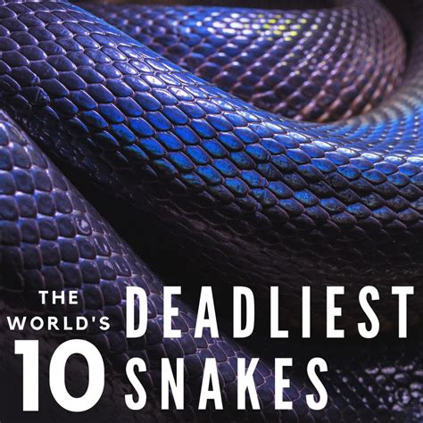 Compensare Gettone Uccidere Top 10 Most Dangerous Snakes In The World
