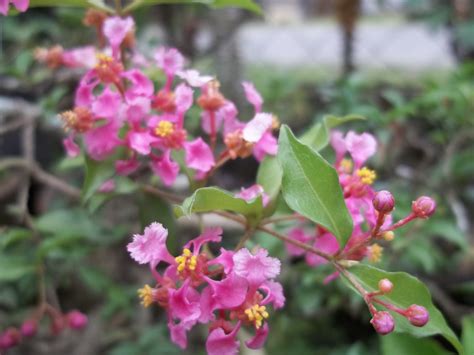 Pink Flowers Mama Nenes Garden