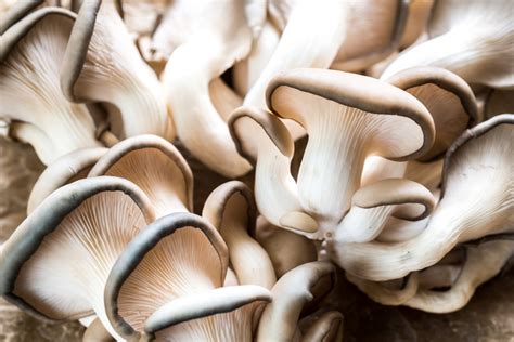 The 5 Easiest Mushrooms To Grow Grocycle