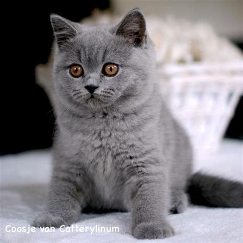 British Shorthair Kitten Cattery Linum The Netherlands