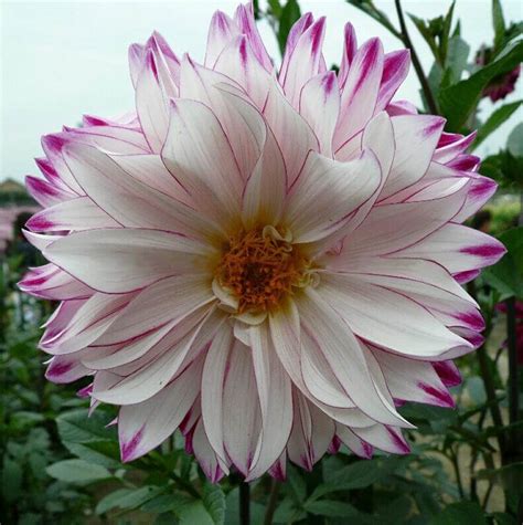 Unique Blue Fireball Dahlia Seeds 100 Pcspack Greenseedgarden