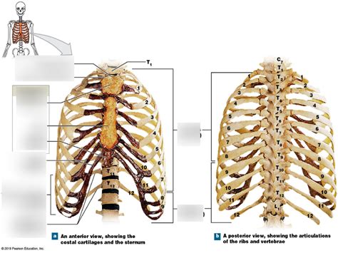 Chapter 7 Rib Cage Diagram Quizlet