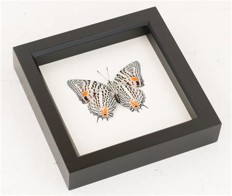 Butterfly Display Case Real Insect Taxidermy Art Baeotus Etsy