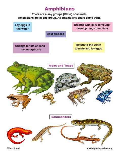 About Amphibians