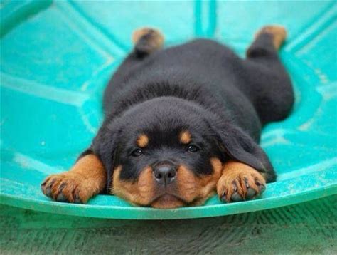 20 Seriously Adorable And Funny Rottweiler Pictures All Rotty Fans Will