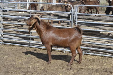 Lot 1 1 Goat Buck Auctionsplus