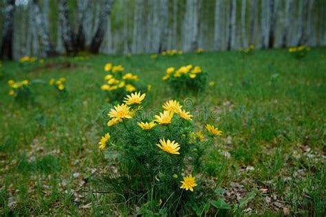 Wild Spring Bright Yellow Flower Adonis Vernalis In The Glades Of The