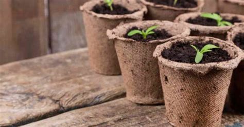 Peat Pots And Alternatives Everything You Need To Know To Grow
