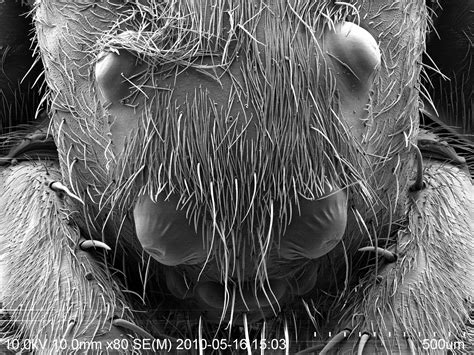 A Magnified Picture My Colleague Took Of A Spider Head Under A Scanning Electron Microscope