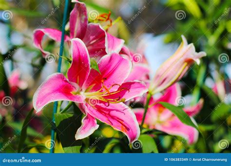 Pink Lily Flower 21 12 17 Stock Image Image Of Holiday 106383349