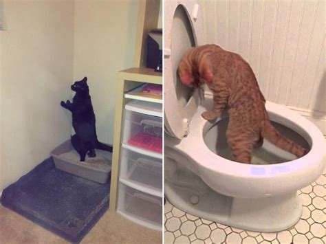 Did You Know That Some Cats Like To Poop Standing Up