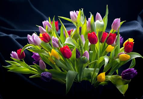 Flowers Simple Background Colorful Plants Leaves Tulips Wallpapers
