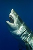 THE GREAT WHITE SHARK Photo by SERGIO RICCARDO -- National Geographic ...