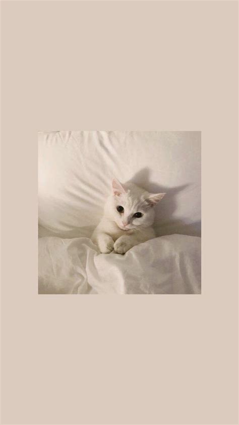 More images for kawaii aesthetic wallpaper cat » Pin by tareen on are we really doing this in 2020 | Cat ...